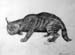 Wild_cat