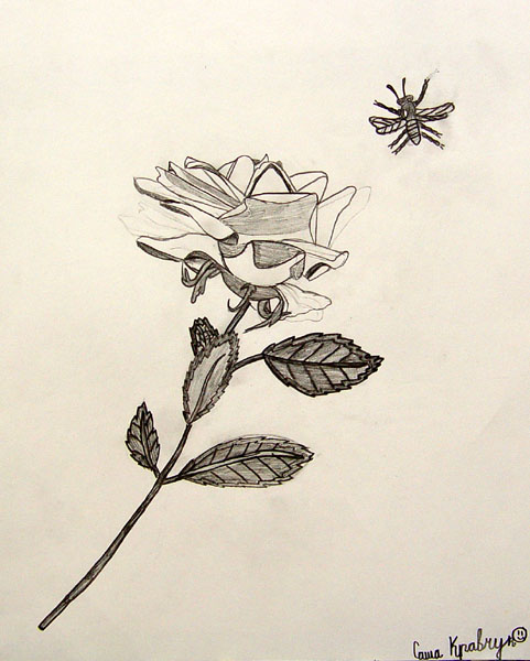 A_rose_and_a_bee