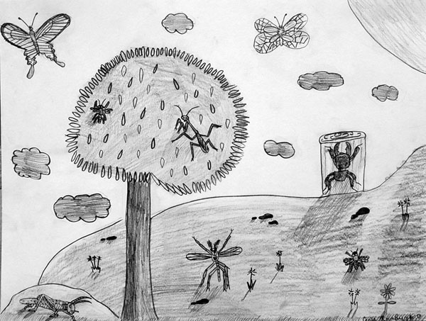Insects
