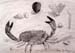 Crab
