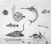 Fishes