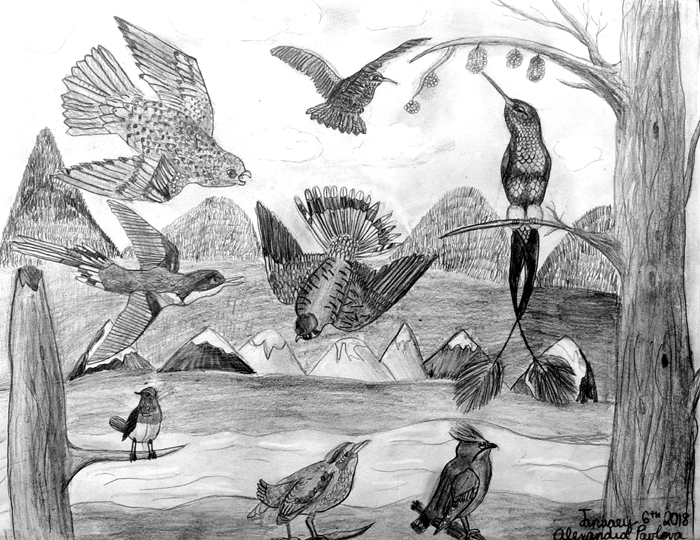 Birds