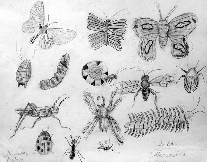Insects
