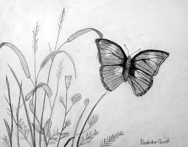 Butterfly