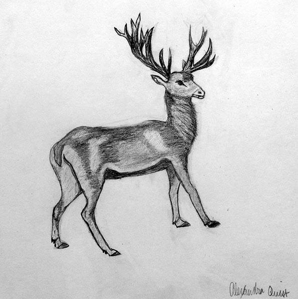 Rain_deer