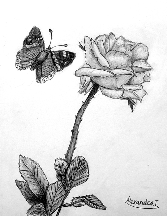 A_rose_and_a_butterfly