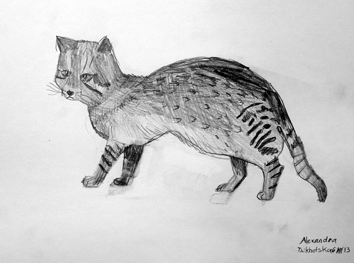 Cat_2
