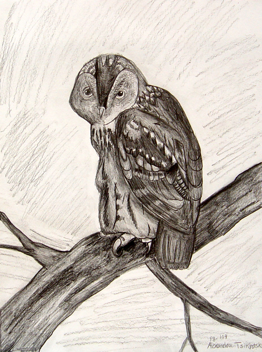 Owl