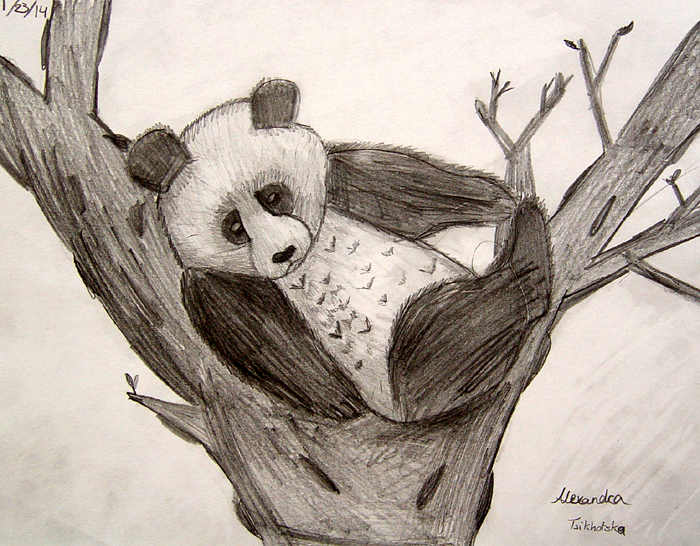 Panda