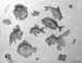 Fishes