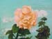Flower_2._Oil_on_panel