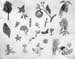 Sketches
