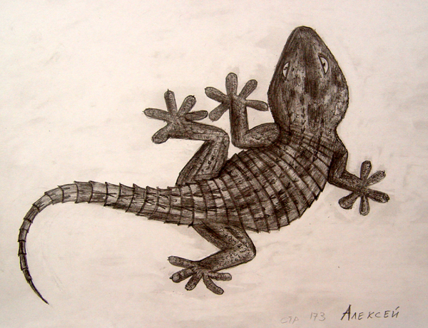 Lizard