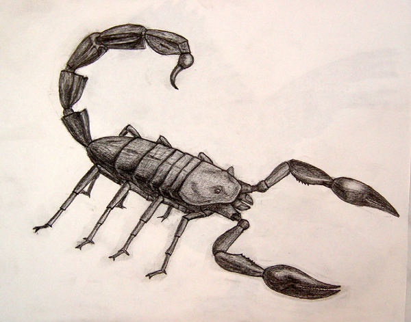 Scorpion