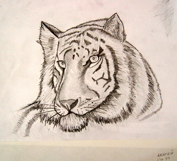 Tiger