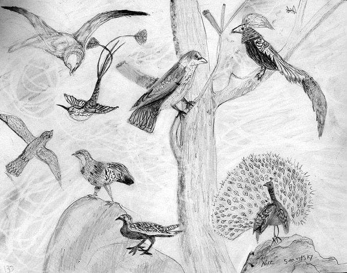 Birds