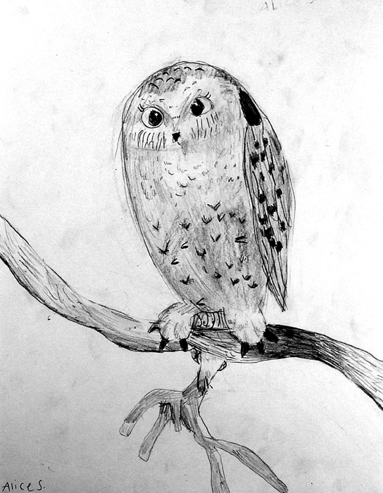 Owl