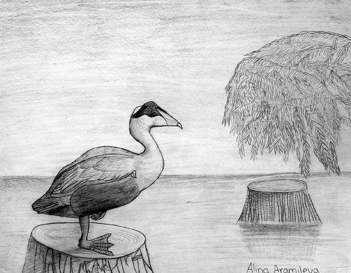 Duck