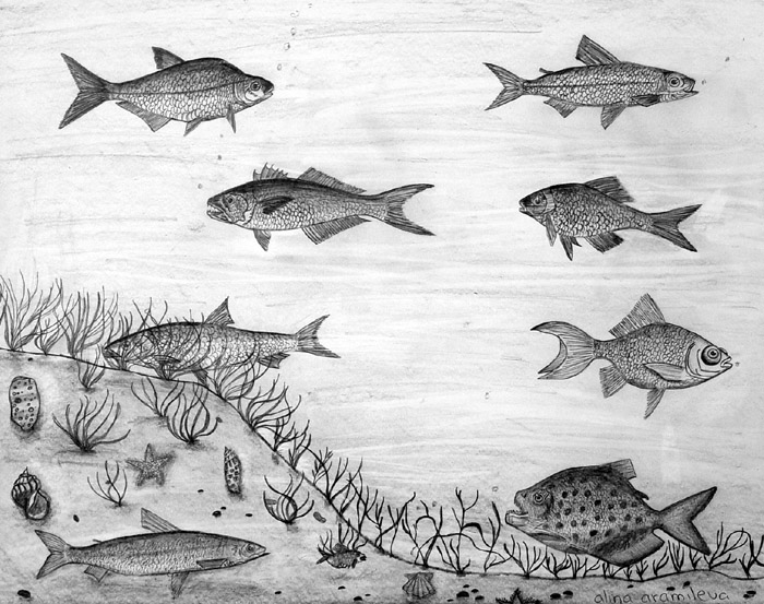 Fish