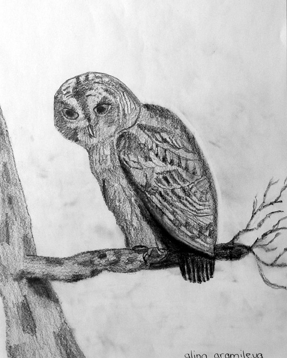 Owl