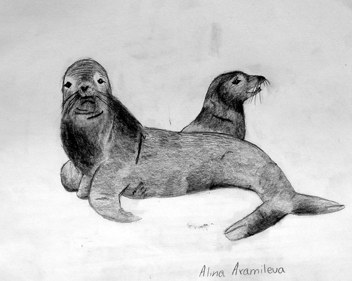 Sea lions