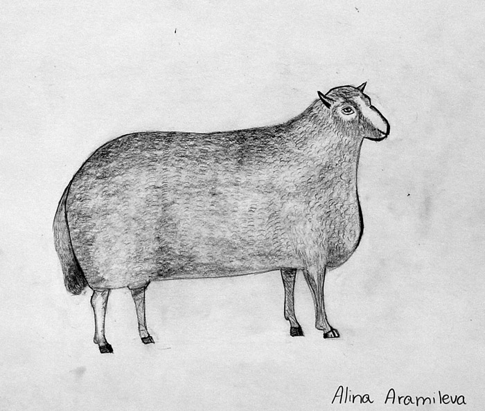 Sheep