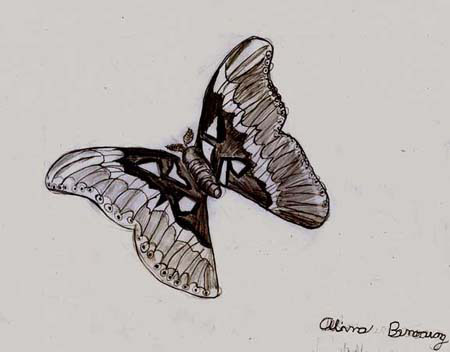 Butterfly