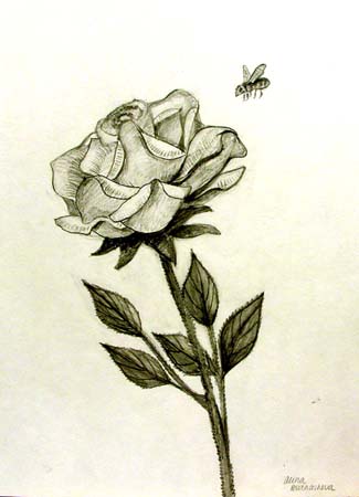 A_rose_and_a_bee
