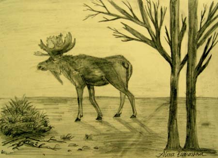 Moose