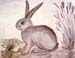 Rabbyt