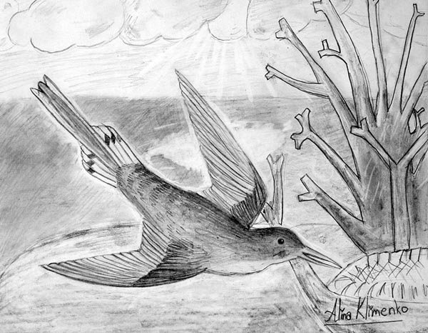 Bird