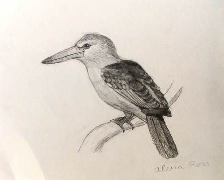 Bird