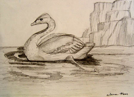 Swan
