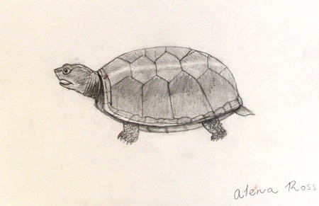 Turtle