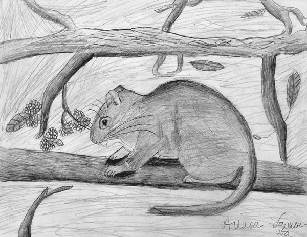 Mouse_2