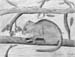 Mouse_2