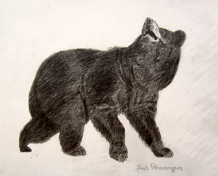 Bear