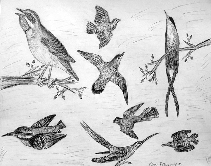 Birds