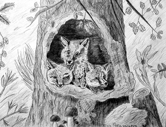 Foxes
