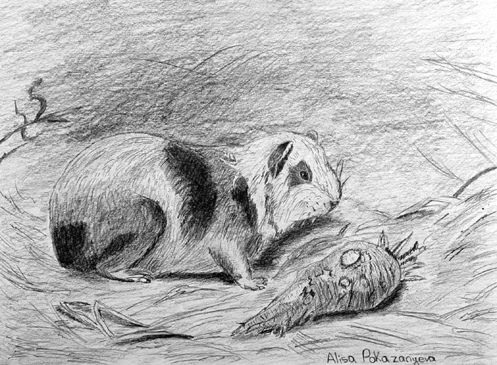 Guinea_pig