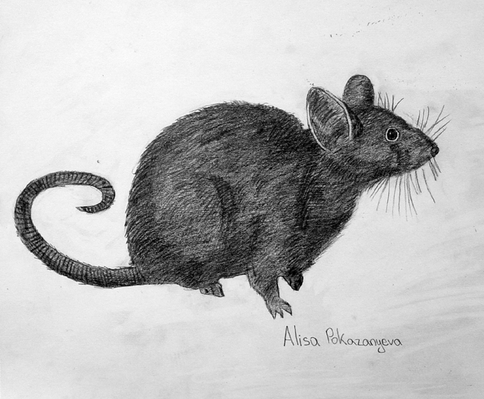 Mouse