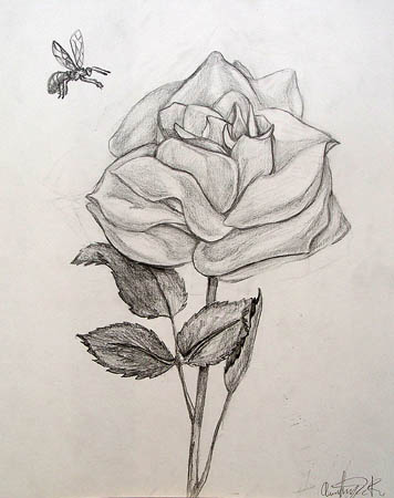 A_rose_and_a_bee