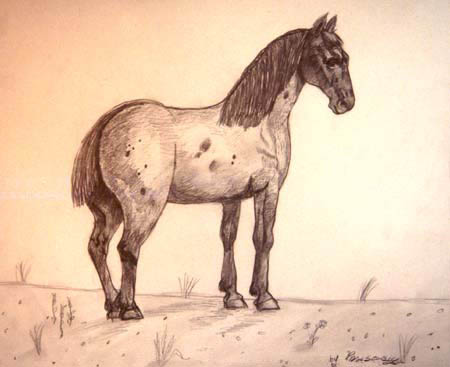 Horse_3