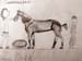 Horse_stable
