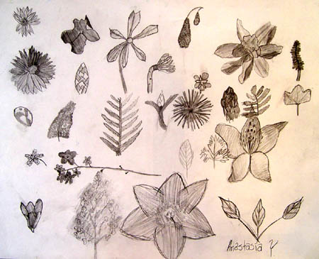 Sketches_(flowers)