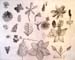 Sketches_(flowers)