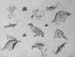 Sketches_1