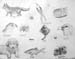 Sketches_2