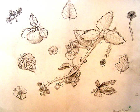 Sketches_(leaves)