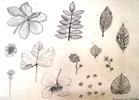 Sketches_(leaves_and_flowers)